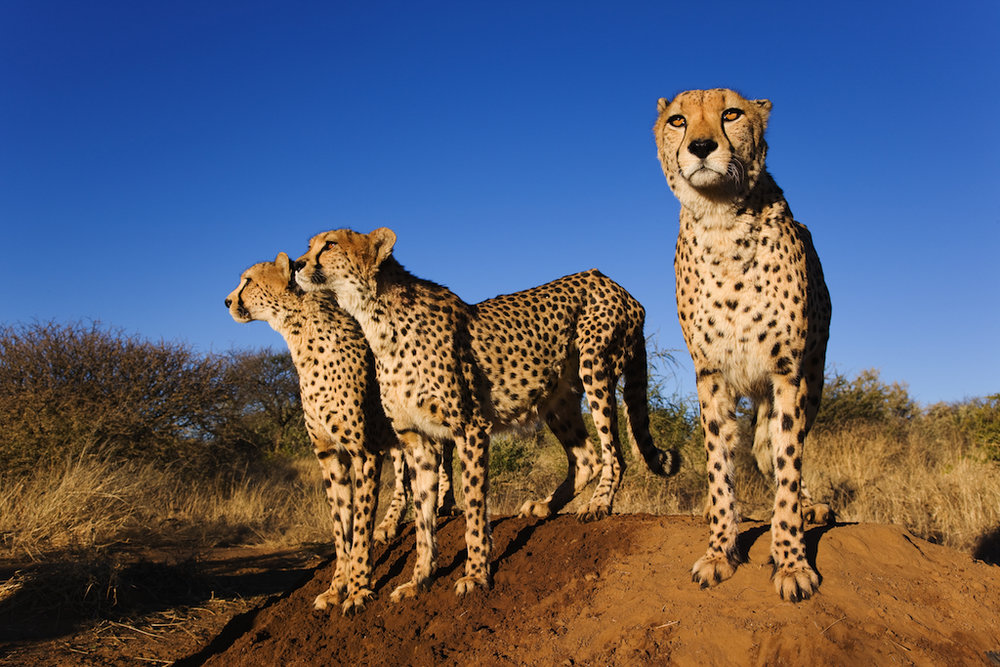 safari namibie periode